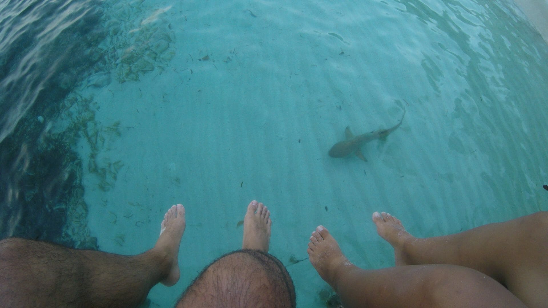 tiburón raja ampat indonesia