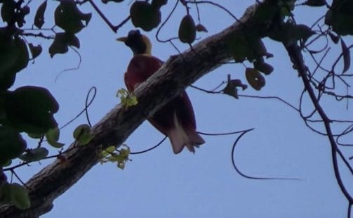 ave del paraíso raja ampat