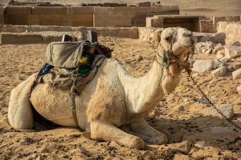 Camello egipto