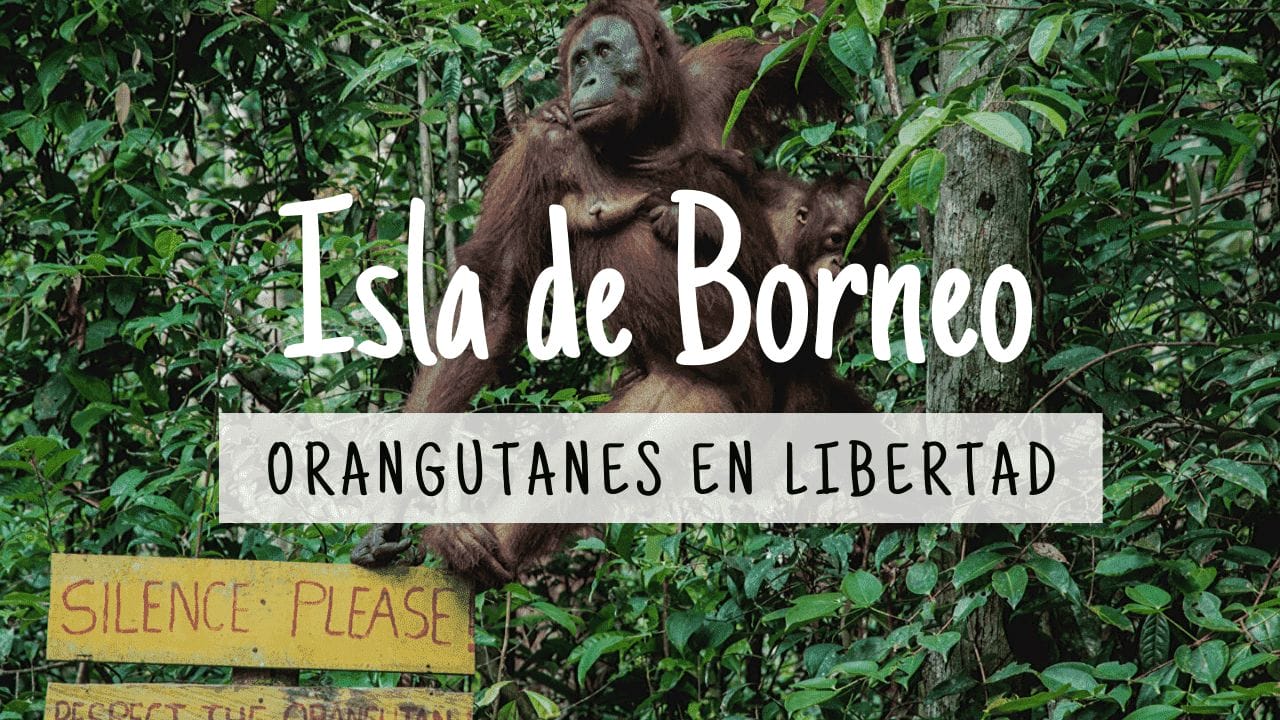 Orangutanes Borneo